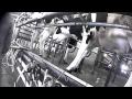 Ohio Dairy Farm Brutality