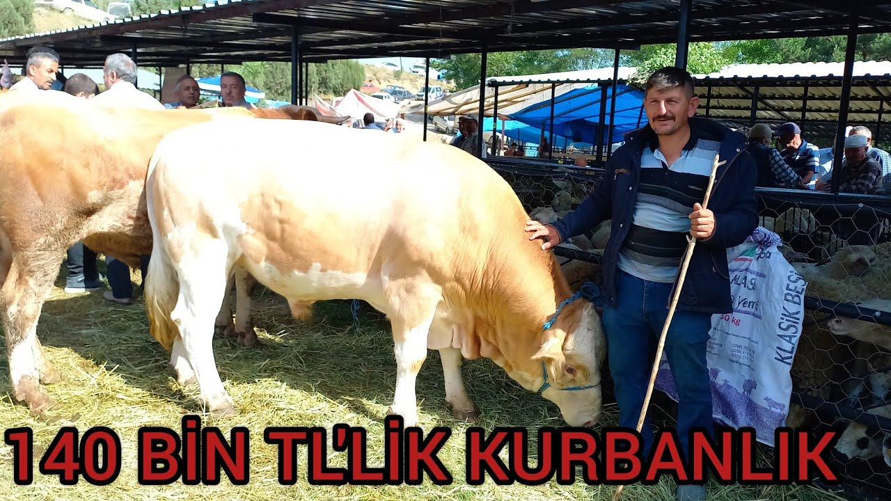 KURBANLIK FİYATLARI 2024 GÜNCEL FİYATLAR  140 BİN LR TOSUN