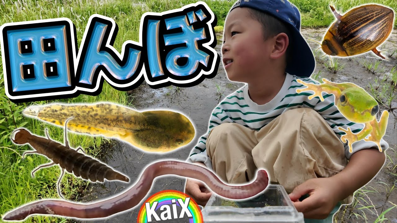 【オタマジャクシ★カエル】田んぼの生き物たち！ヤゴにゲンゴロウも♪畑にはミミズまで⁉