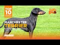 Manchester Terrier - Manchester Terrier Dog Breed - Top 10 Manchester Terrier Facts from Doggo Love.