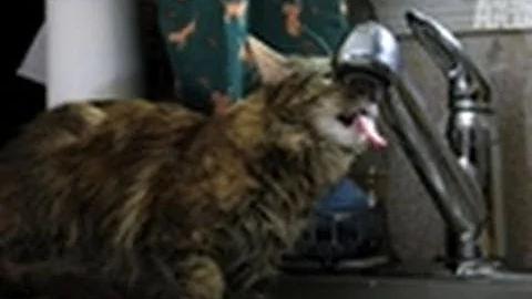 Watch the video about Kittens Drink From Faucet | Too Cute