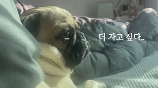 퍼그 집사의 하루, 반려인 2년차 이전과 달라진 점?