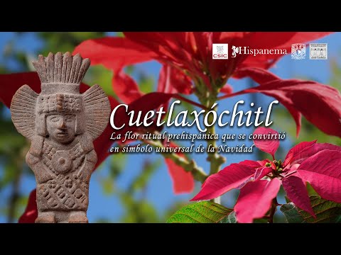 Cuetlaxóchitl. La flor ritual prehispánica que se convirtió en símbolo universal de la Navidad