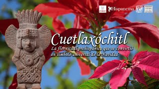 Cuetlaxóchitl. La flor ritual prehispánica que se convirtió en símbolo universal de la Navidad