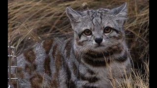 Top 5 Rarest Cat Breeds In Existence Today!