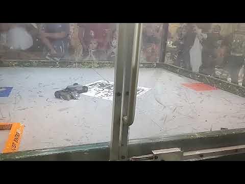 Xolotl vs Flip Slayer at Robot Renegades 2024 at St. Lucie Fair YouTube