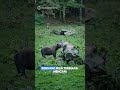 39 Kg Roti 🍞 Dibuang di Jalan, Video AI Tampilkan Beruang Makan Roti Itu 🐻#shorts