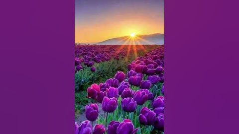 #القارئ_ياسر_الدوسري #آيات من #سورة_الشورى