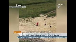 Отбиваться камнями и убегать: в Солнечном участились нападения бродячих собак на людей Отбиваться камнями и убегать: в Солнечном участились нападения бродячих собак на людей