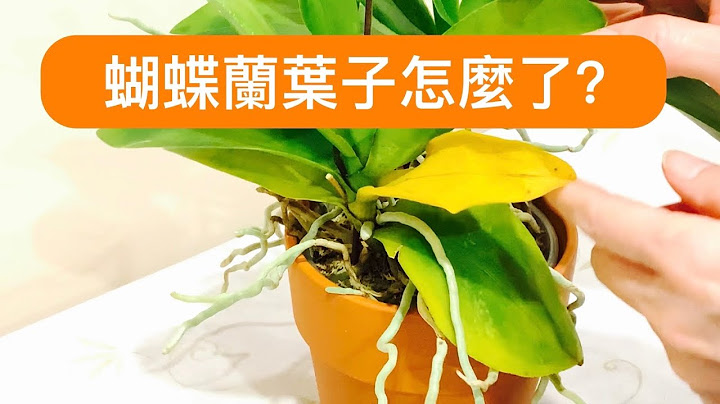 兰花（15）（粤语）蝴蝶兰叶子变黄原因及解决方法 - 天天要闻