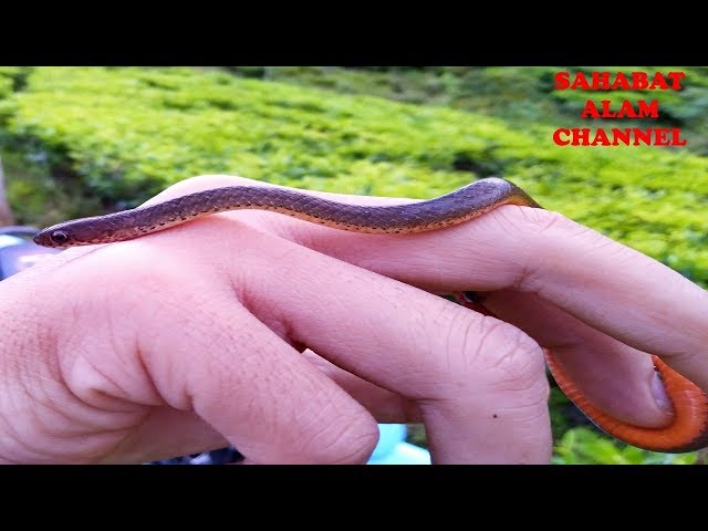 Ot ishini qanday ziravor qilish kerak Yosh video bilan porno