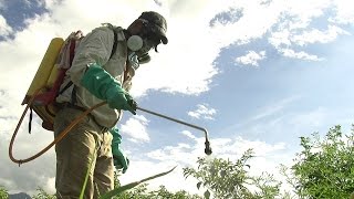 Cultivo de Fríjol y Tomate por familias campesinas - TvAgro por Juan Gonzalo Angel