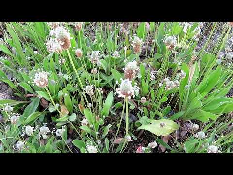 Vídeo: Plantes De Bardissa