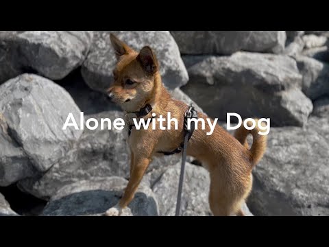 Alone with my Dog | Reactive day, fear of new places, desensitizing
