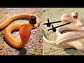 Snakes Can Be Soo Cute Too - Funny Snake Videos 2021 | Funny Pets House