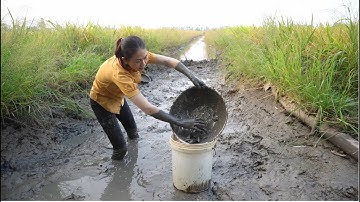 123 / Ra đồng tát mương bắt cá mùa lúa chín | Catch fish