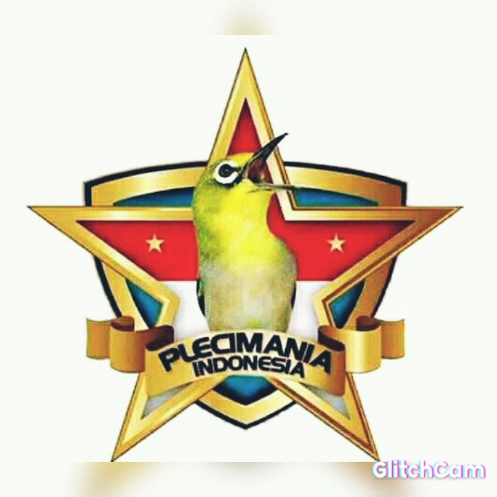 masteran pleci idaman juri