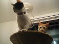 [ボンビアルコン キャットポール]