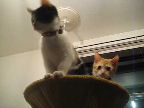 ボンビアルコン キャットポール Youtube ボンビアルコン キャットポール Youtube