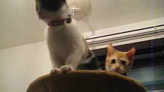 [ボンビアルコン キャットポール]