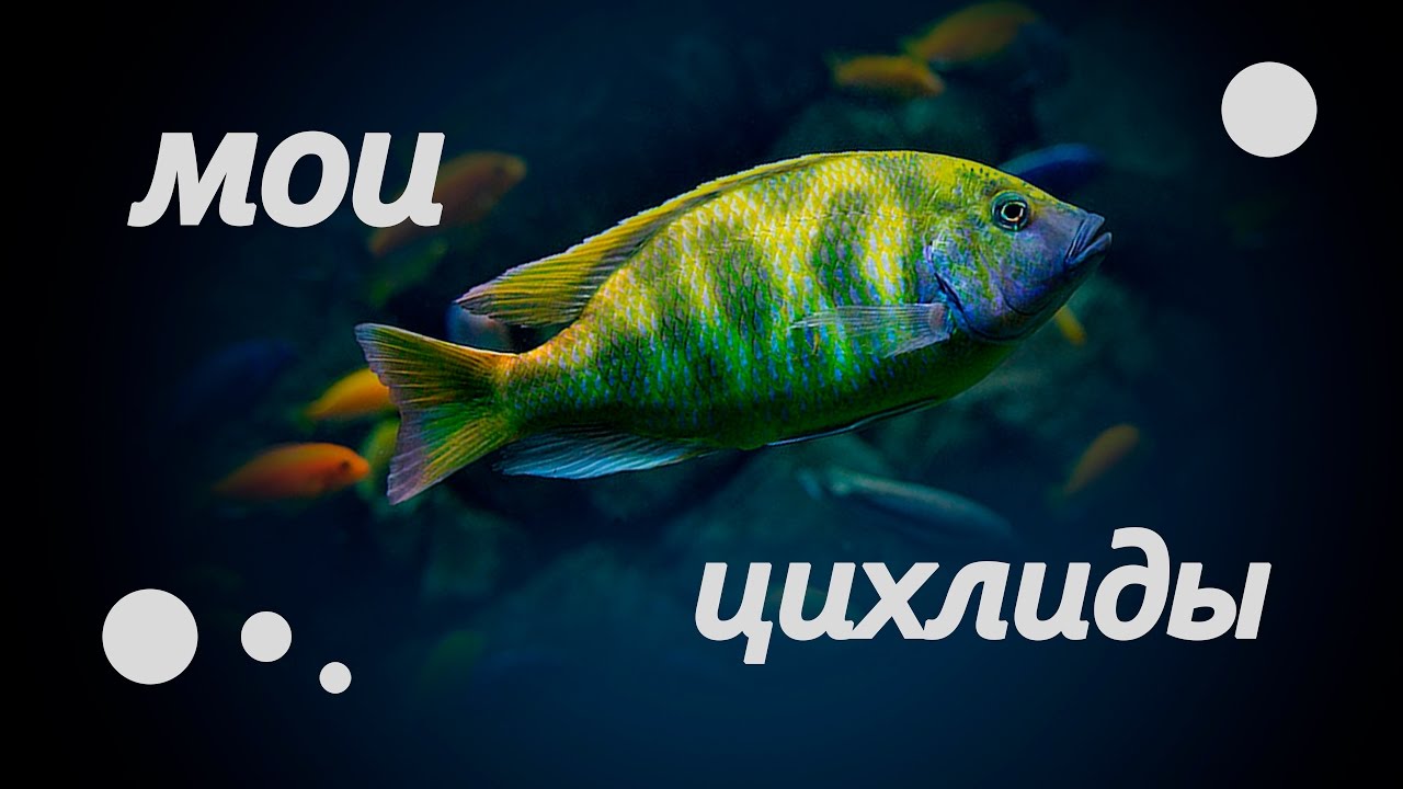 Цихлидник. Ухаживание Хромиса Красного (хромис красавец) - YouTube