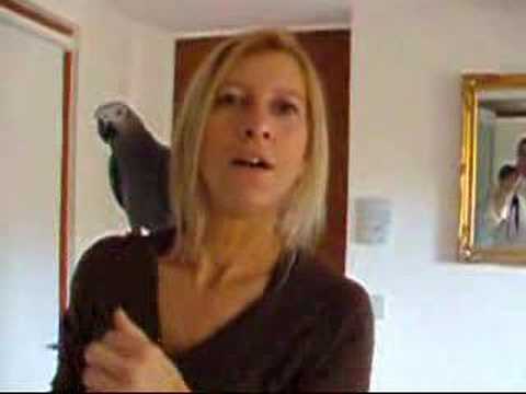 Our French Friends' Parrots - Les Perroquets de no...