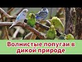 ВОЛНИСТЫЕ ПОПУГАИ В ДИКОЙ ПРИРОДЕ