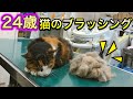【ご長寿猫２４歳】高齢猫のブラッシングは、こんなにも平和。