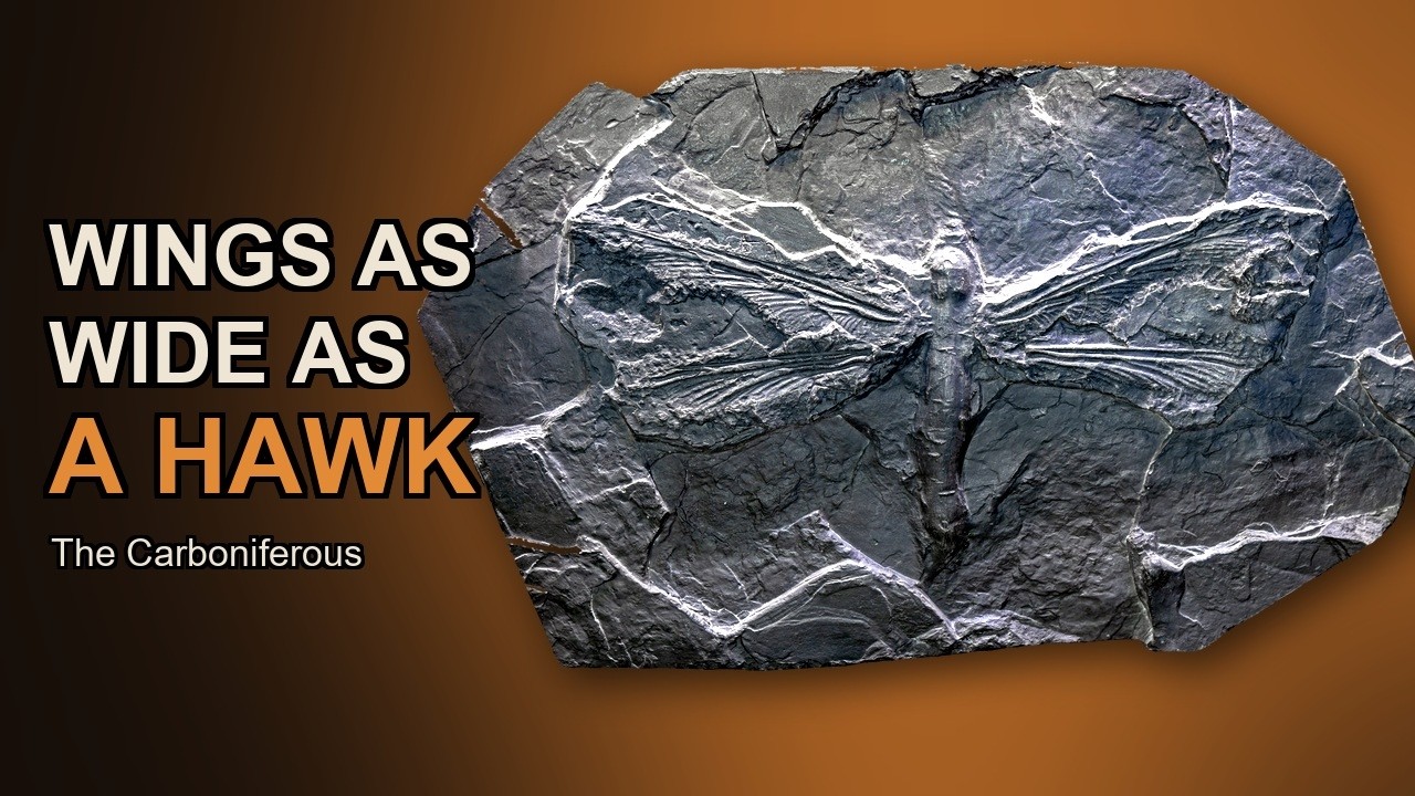 300 Million Years Ago, Insects Were the Size of Birds | The ...