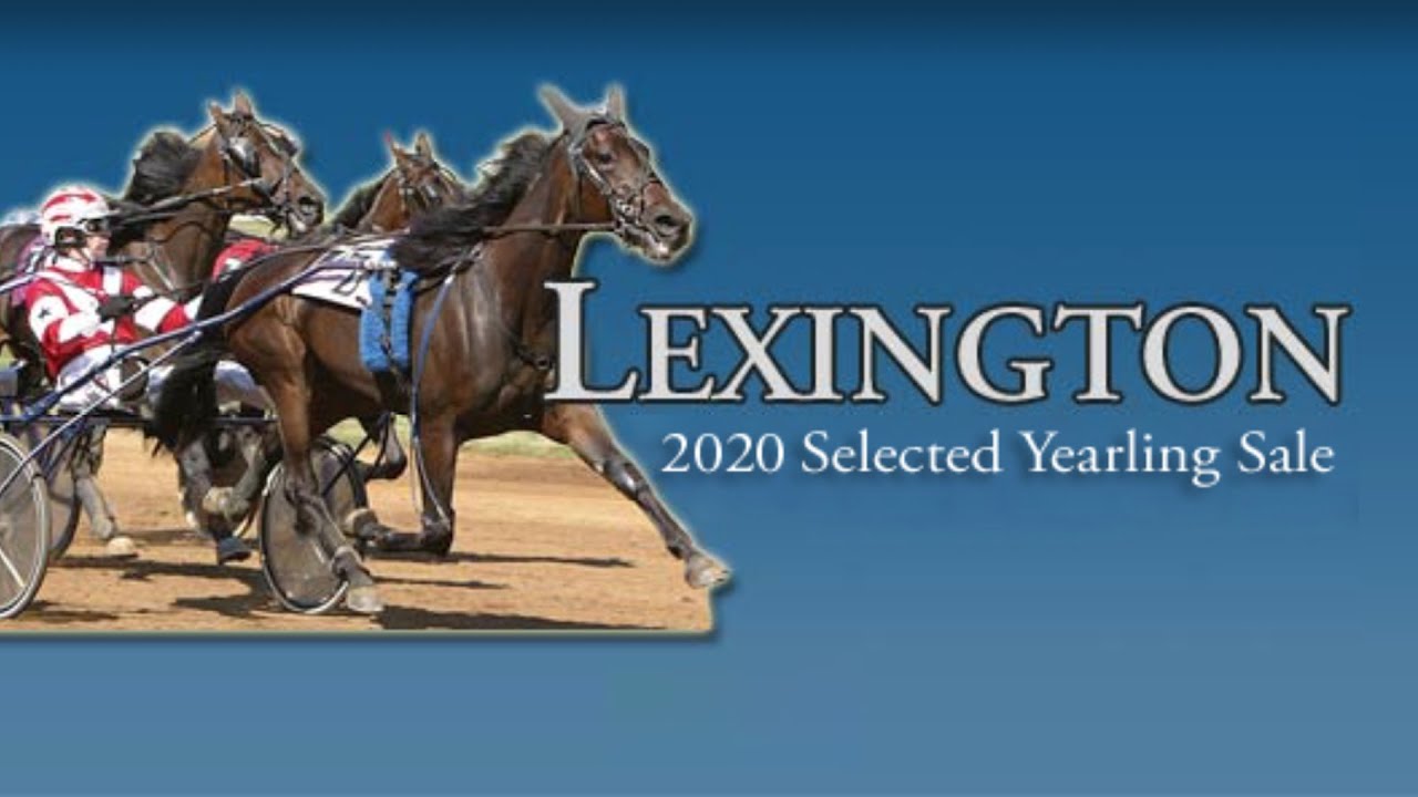 Lexington Selected Yearling Sale Live Stream YouTube