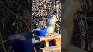 Squirrel Gets Drunk on Fermented Fruit