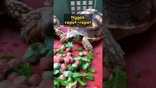 CARA SULCATA LANCAR MAKAN SAYUR DAN PELLET | Kura Sulcata Murah
