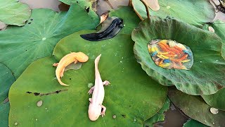 Amazing Found lovely Black  Gold Axolotl Salamander Beautiful Color Small Fish in Lotus Lake Canal!