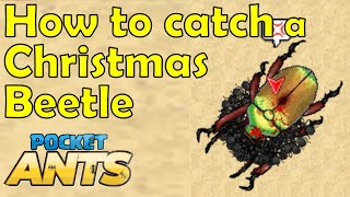 How to Catch a Christmas Beetle - Pocket Ants - Smart Daddy