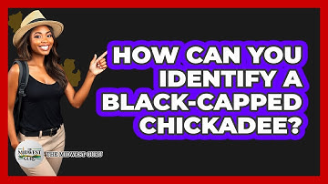 How Can You Identify A Black-Capped Chickadee?