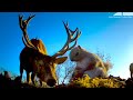 Robot Spy Squirrel Gets Caught In A Stag Fight...Will He Survive?