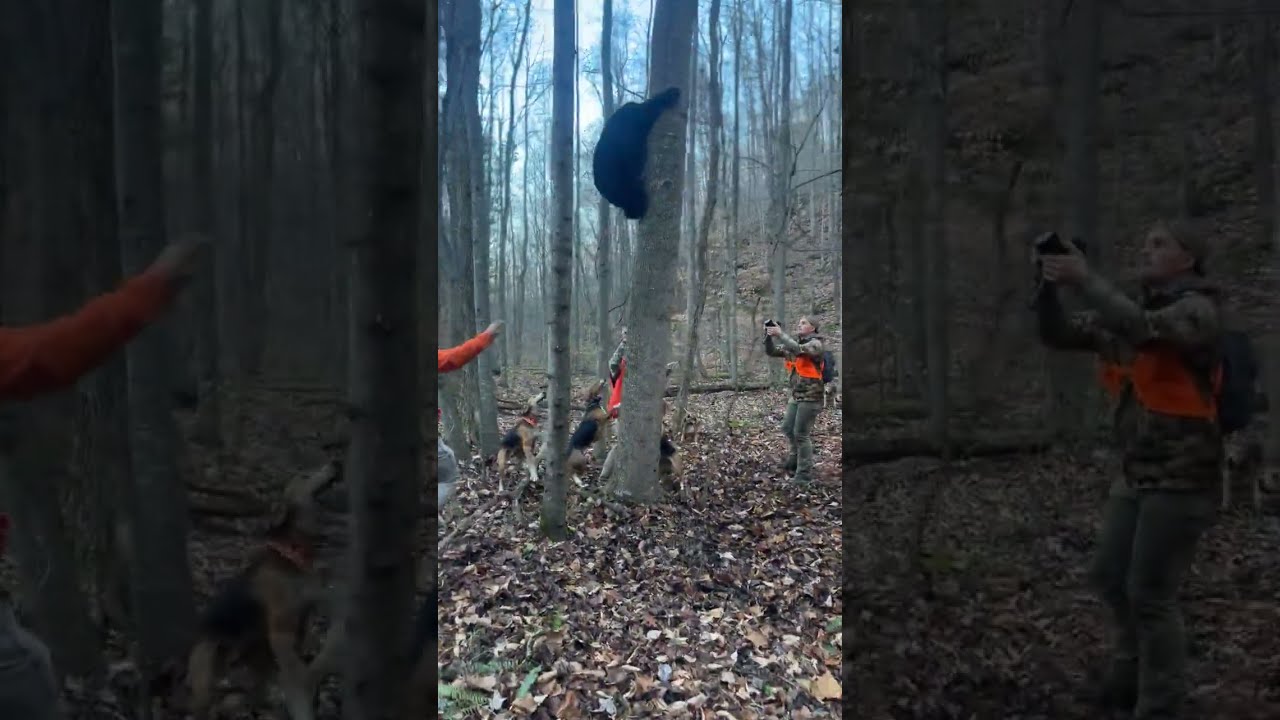 Black Bear Hunting With Hounds Jesus GrayGang