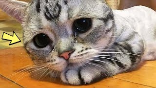 Беременная кошка плачет перед усыплением. То, что происходит дальше, душераздирающе