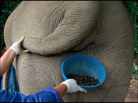 أغلى قهوة في العالم مصنوعه من روث الفيله