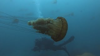 Chase Reef  Thousands of Sea Nettles