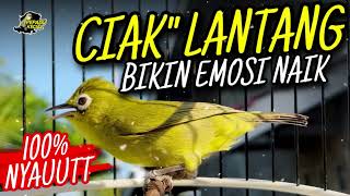 Download Mp3 CIAK CIAK KECIAL KUNING LANTANG‼️AMPUH RANGSANG EMOSI BIKIN KECIAL NYAUT‼️ Gudang lagu Download Mp3 CIAK CIAK KECIAL KUNING LANTANG‼️AMPUH RANGSANG EMOSI BIKIN KECIAL NYAUT‼️