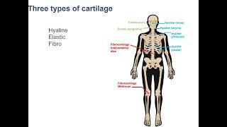 3 Types of Cartilage 24