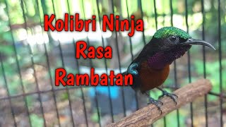 Ini Kolibri Ninja apa Rambatan yaaa??