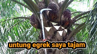 lihat bro egrek long ultra tajamnya panen sawit buah banyak