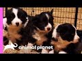 Baby Border Collies Start Learning To Herd | Too Cute! の動画、YouTube動画。