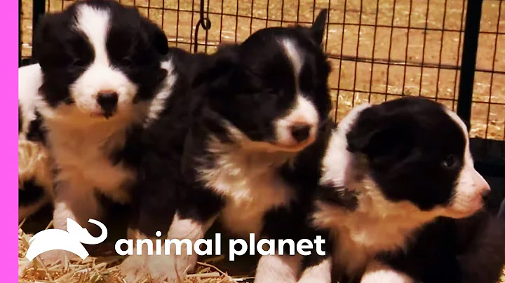 Baby Border Collies Start Learning To Herd | Too Cute! - DayDayNews