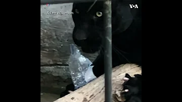 Неудачное селфи с ягуаром
