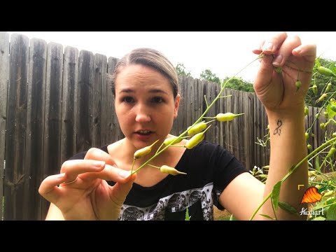 वीडियो: मूली के बीज की फली की जानकारी - क्या आप मूली के पौधों से बीज बचा सकते हैं