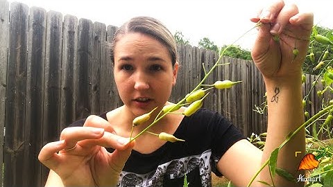 How to Save Radish Seeds (it