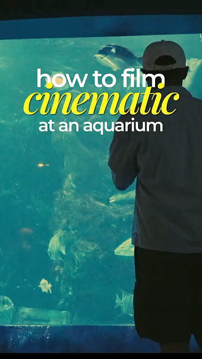#HowTo #Film #cinematic shots at an #aquarium 🐠🐟